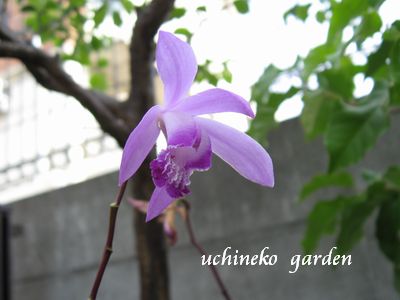 花画像3