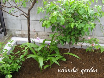 花壇