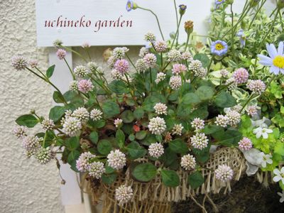 ポリゴナム