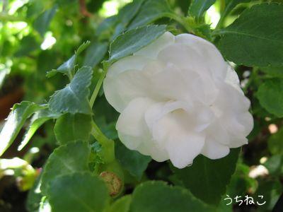 八重咲きインパチェンス
