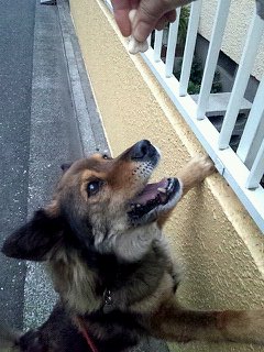 inu 007.jpg