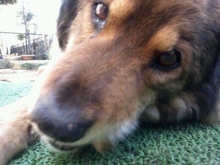 inu 009.jpg