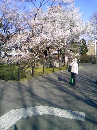 石割桜