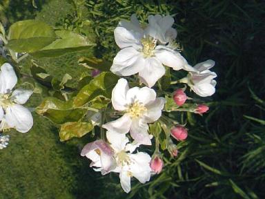 りんごの花