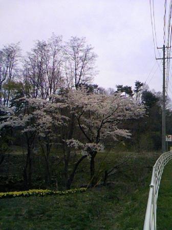 山桜