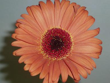 テディーベア色のオシャレなガーベラ 花の写真刊 花ギフトとガーデニング 楽天ブログ