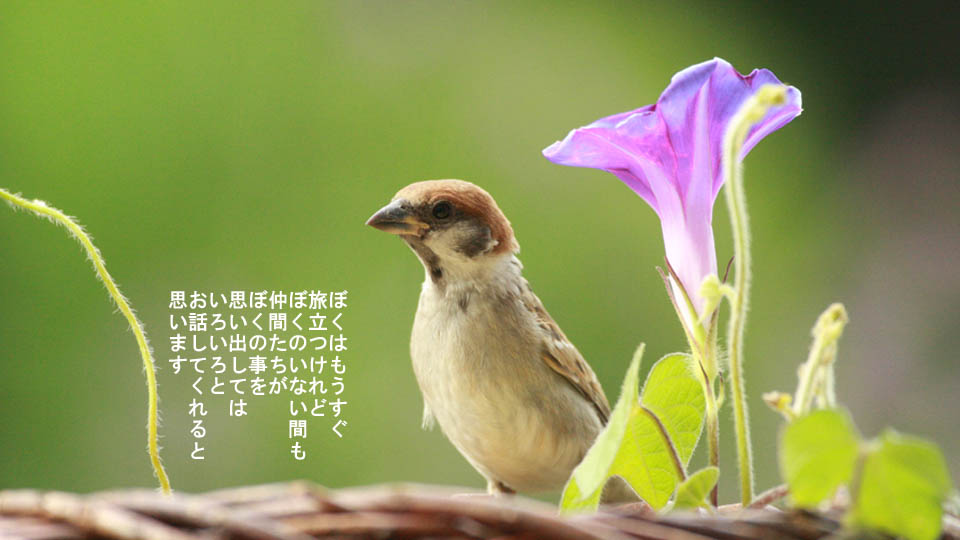 r-jack-sparrow-001-4.jpg