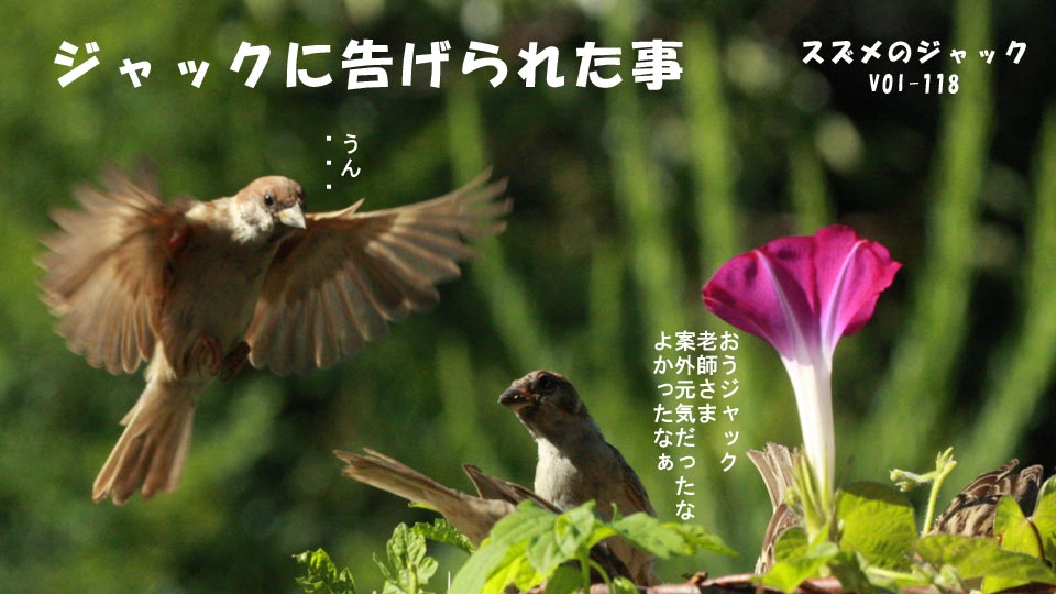 r-jack-sparrow-118-0.jpg