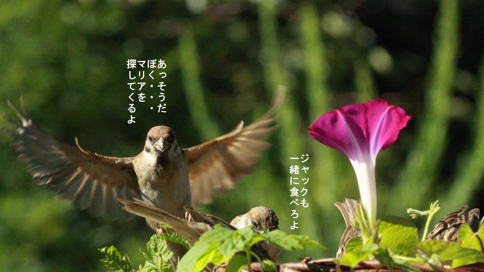 r-jack-sparrow-118-1.jpg