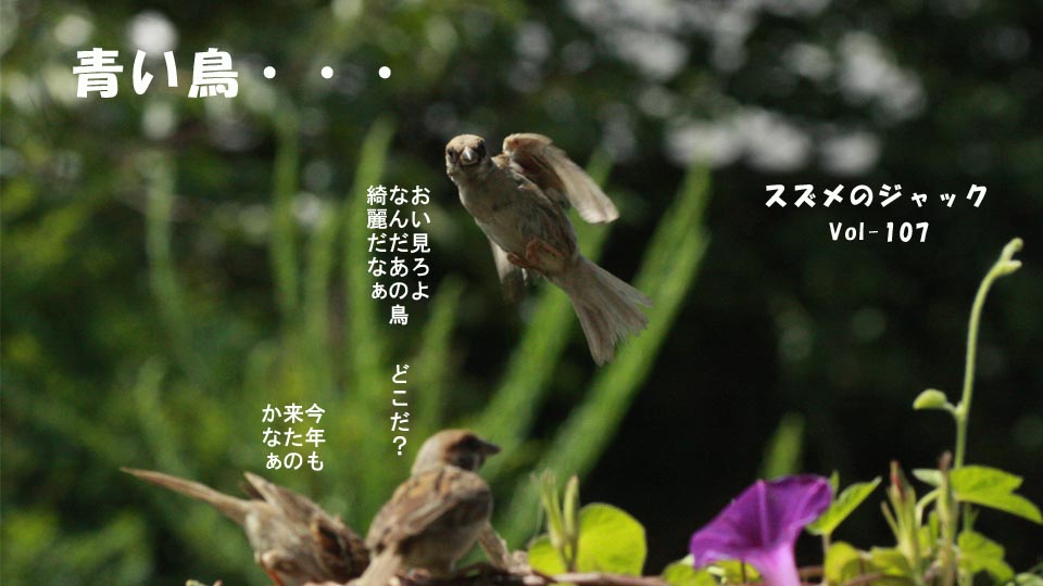 r-jack-sparrow-107-0.jpg