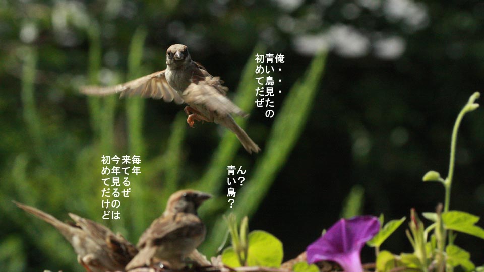 r-jack-sparrow-107-2.jpg