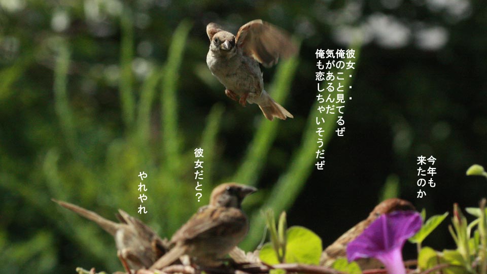 r-jack-sparrow-107-4.jpg