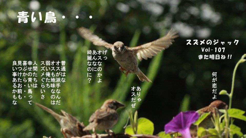 r-jack-sparrow-107-5.jpg
