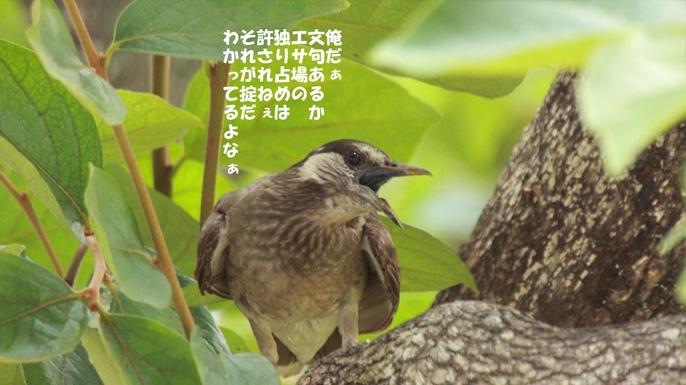 r-jack-sparrow-095-2.jpg