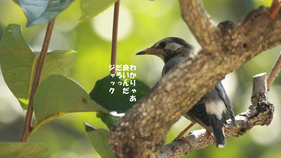 r-jack-sparrow-095-4.jpg