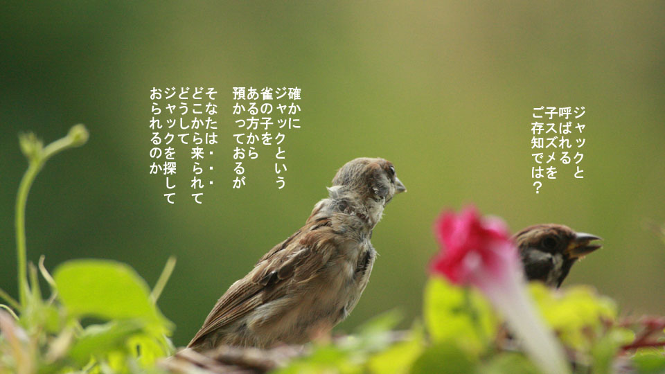 r-jack-sparrow-051-3.jpg