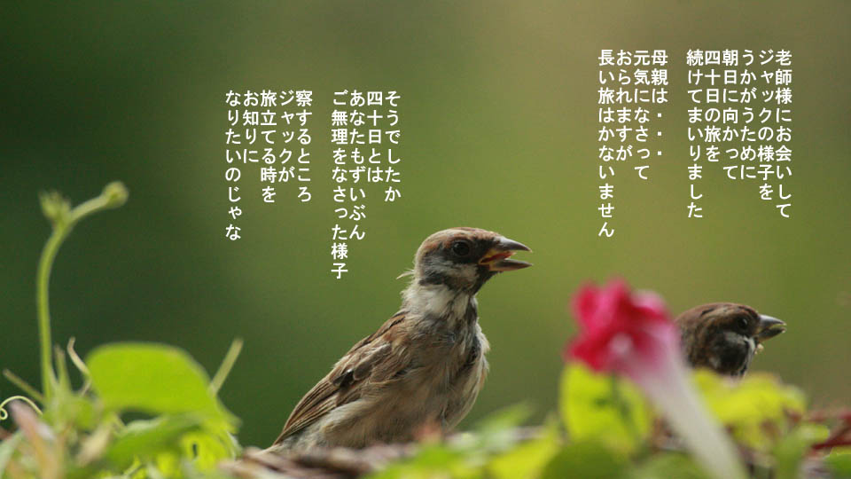r-jack-sparrow-051-4.jpg