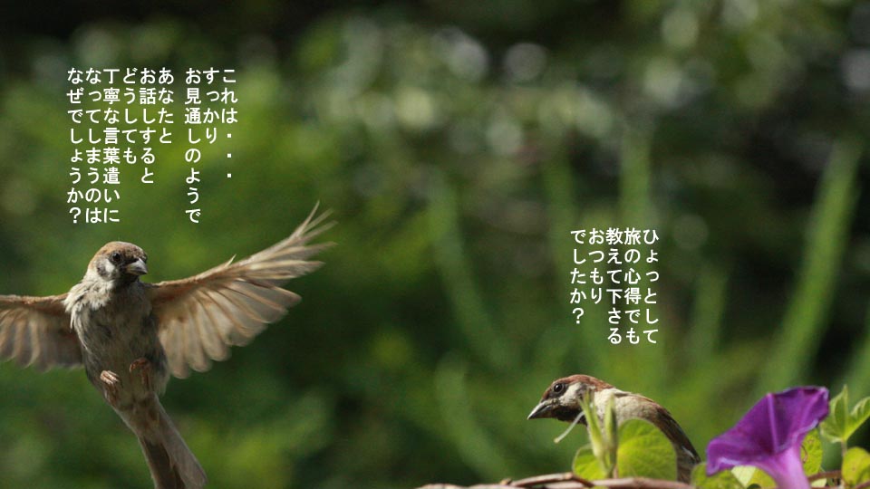 r-jack-sparrow-101-2.jpg
