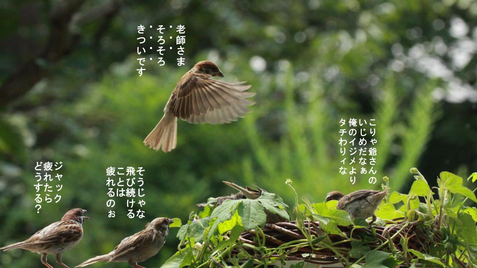 r-jack-sparrow-056-2.jpg