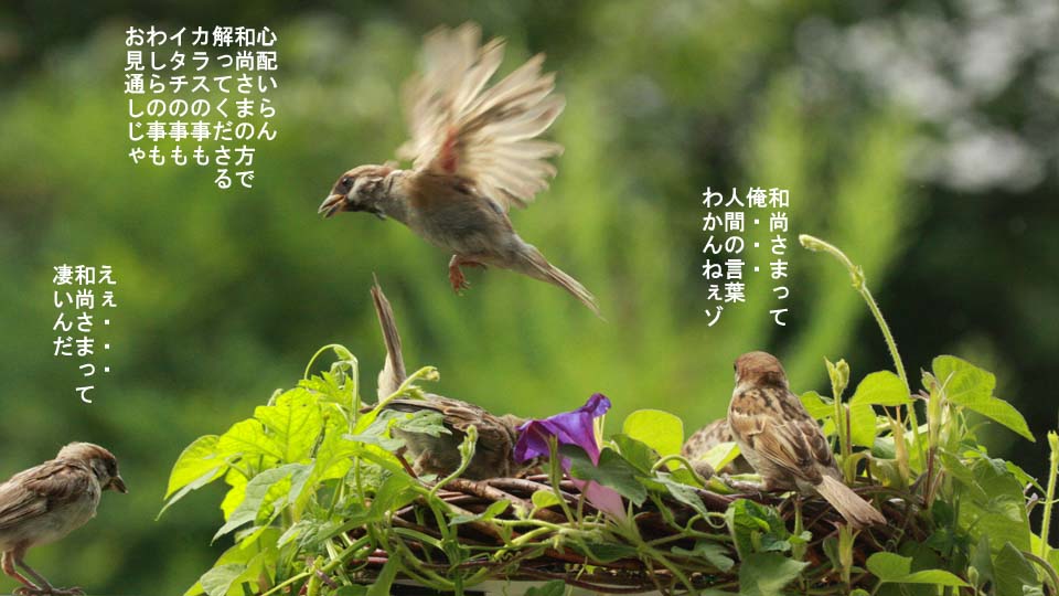 r-jack-sparrow-080-3.jpg
