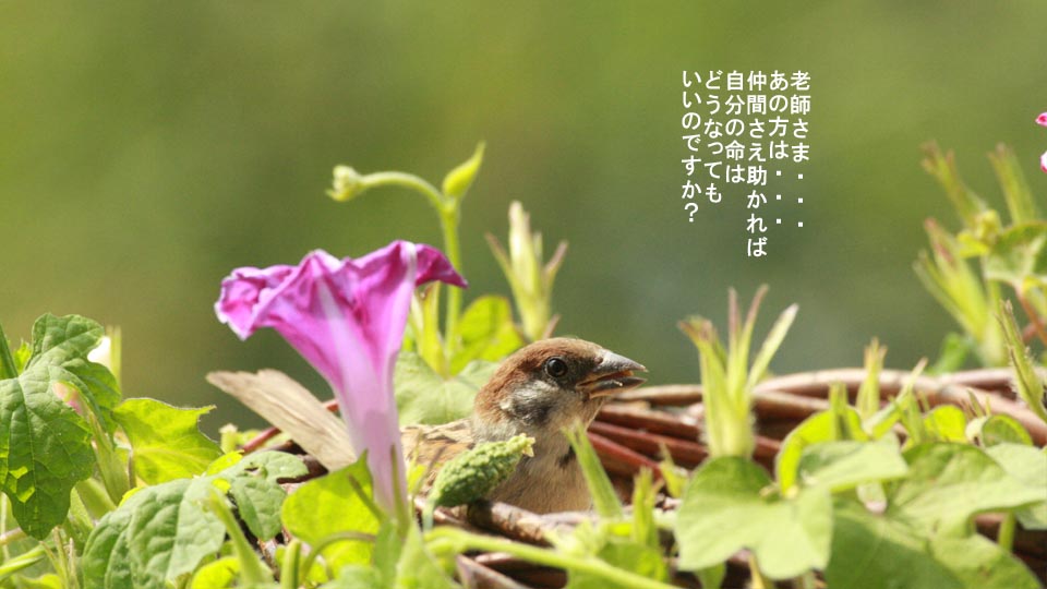 r-jack-sparrow-084-3.jpg