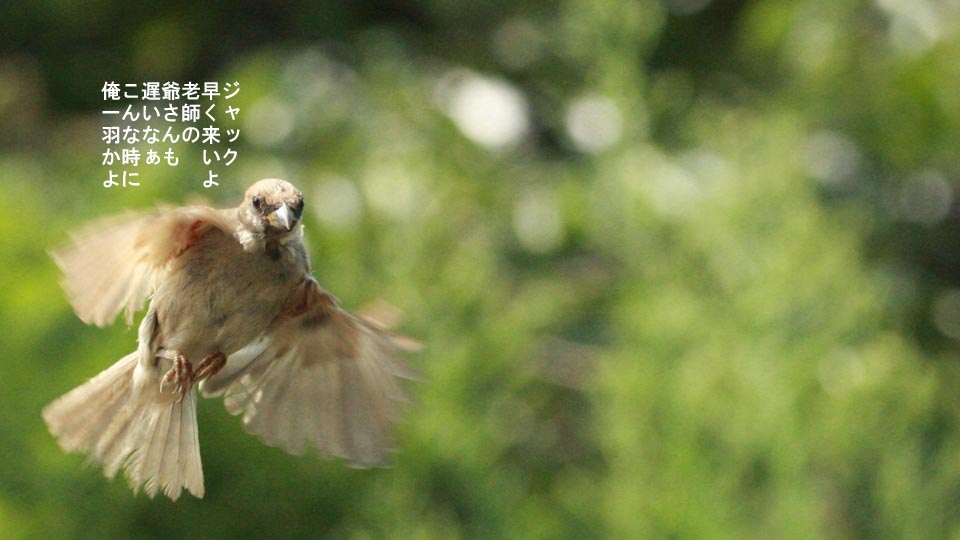 r-jack-sparrow-094-2.jpg