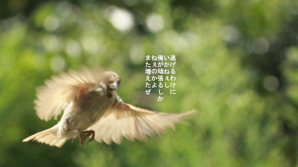 r-jack-sparrow-094-3.jpg