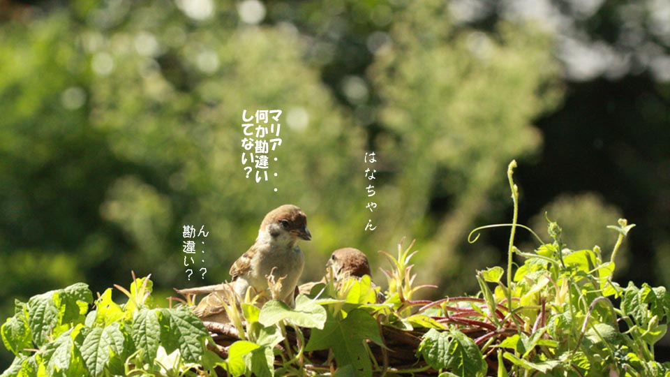 r-jack-sparrow-091-2.jpg