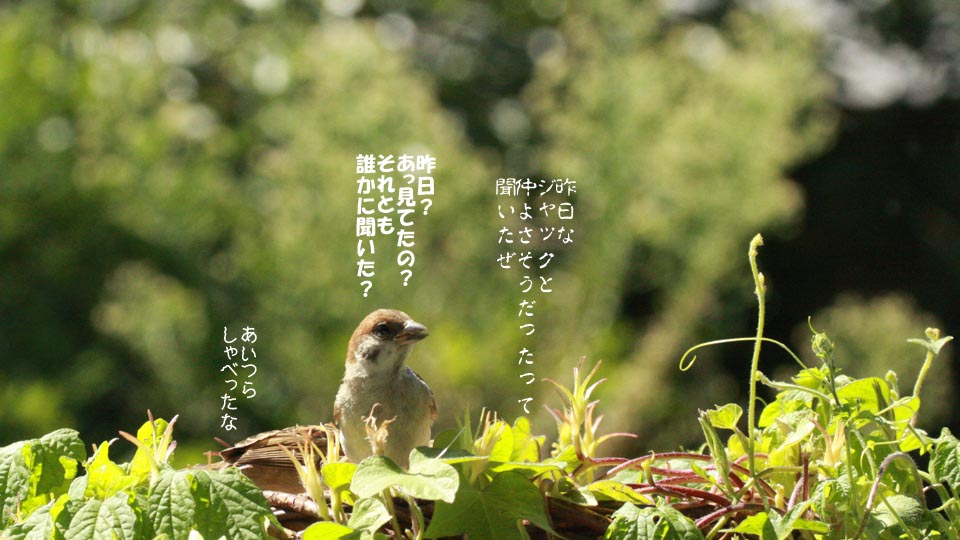 r-jack-sparrow-091-3.jpg