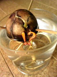 アボっち１．８