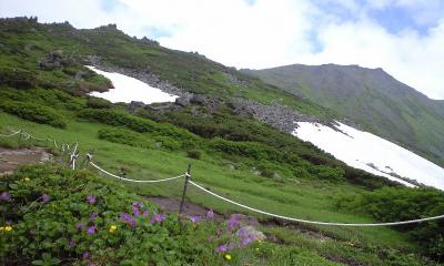 エゾコザクラの奥に山頂.JPG