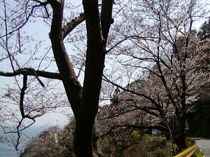 sakura2