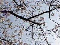 sakura4