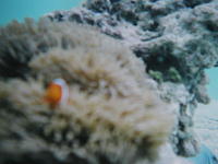 ishigaki7