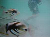 ishigaki11