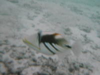ishigaki12