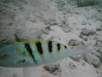 ishigaki14