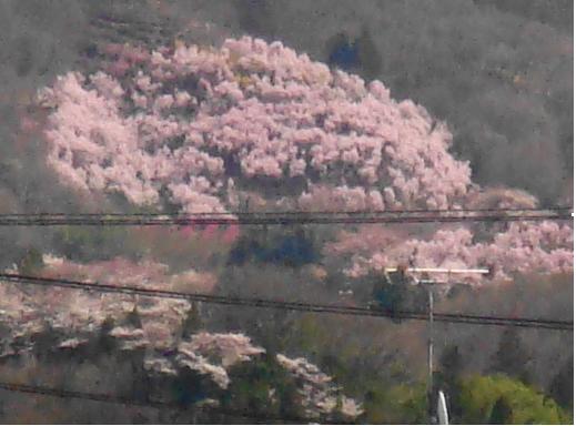 山の桜.JPG