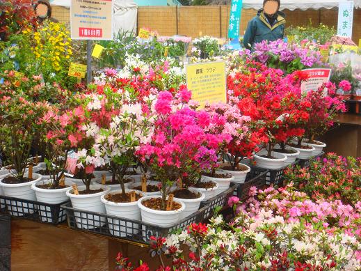 飛鳥山植木市C.jpg