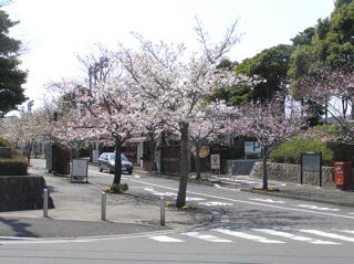 大学の桜