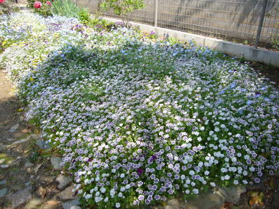 hanami20090415nemesia.jpg