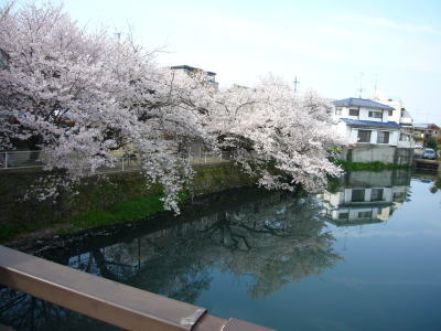 花見20090405-2.jpg