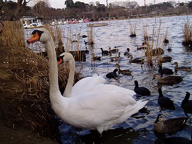 千波湖の白鳥ー１