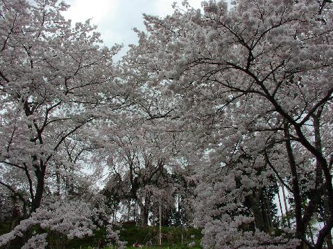 吉野桜301