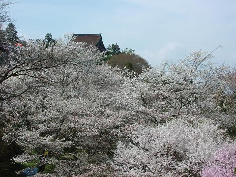 吉野桜302