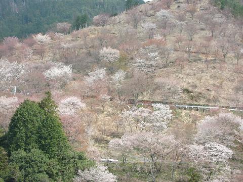 吉野桜303