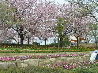 ぼたん桜