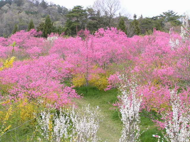 花桃