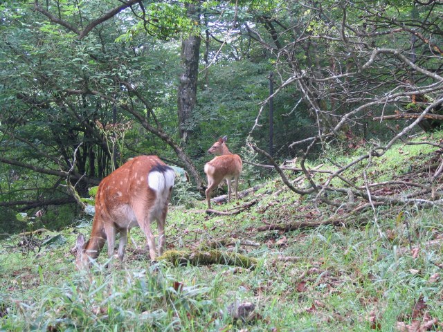 2008/9/6 14:58 塔ノ岳山頂近くの野生の鹿