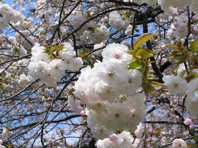 2007/4/8 さくら（芝園近く）